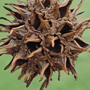May include: A dried, brown, spiky seed pod with a long, thin stem. The pod has a unique, almost alien-like appearance.