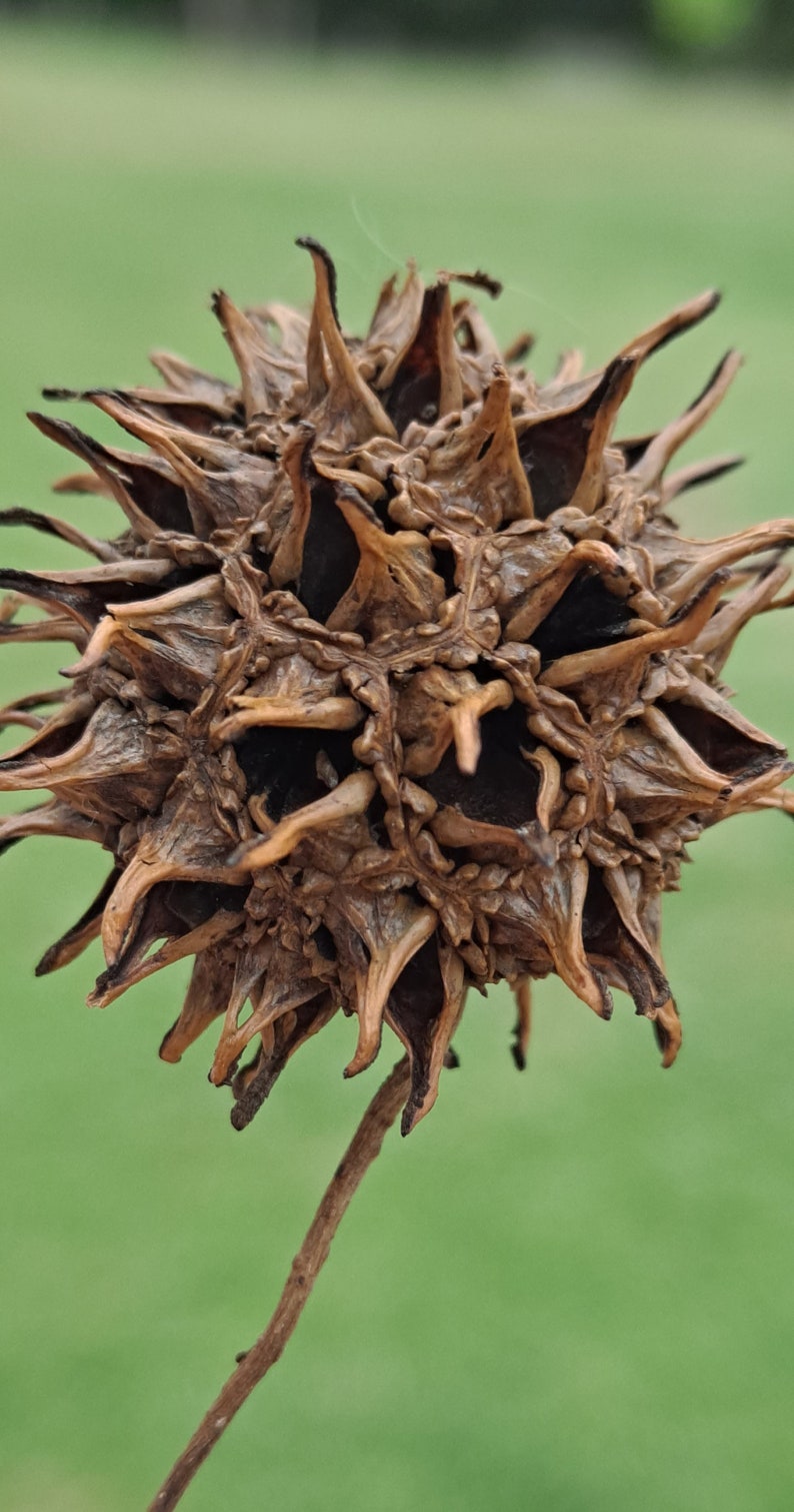 May include: A dried, brown, spiky seed pod with a long, thin stem. The pod has a unique, almost alien-like appearance.