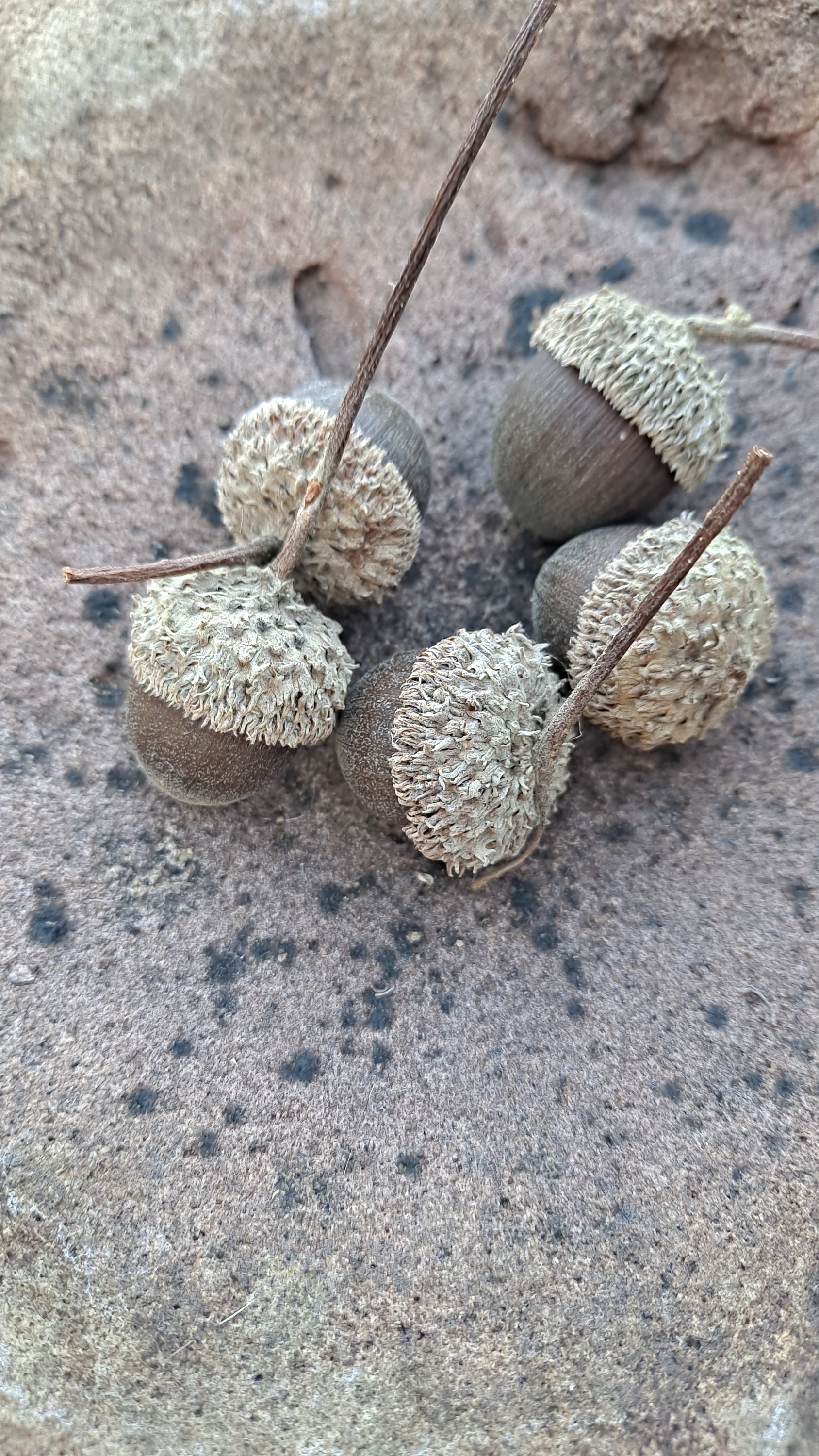 Natural Swamp White Oak Acorns (10+), Rustic Home Decor, Nature