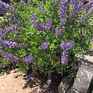 Baptisia australis seeds (Blue False Indigo) Perennial flower seeds in a handmade envelope!