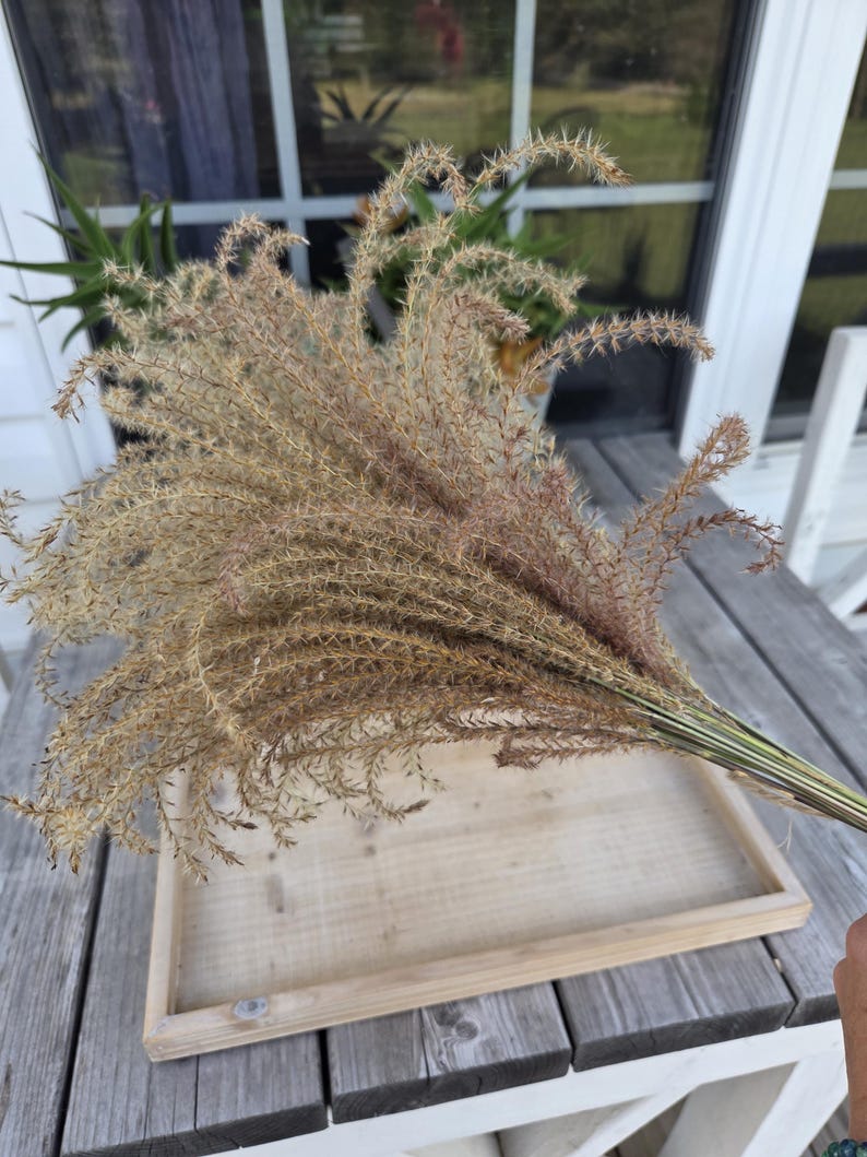 Maiden Grass Flower Bundle: Dried Arrangements, Natural Fall Decor, Weddings, Floral Supplies image 8
