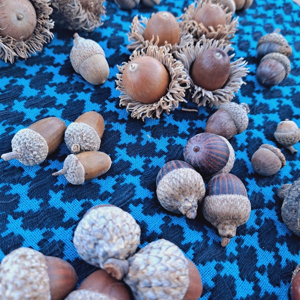 Acorn Mix! 20+ Natural Acorns (with caps) from several species of oak!
