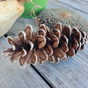 Eastern White Pine Cones: Natural Hand-Collected Set of 10