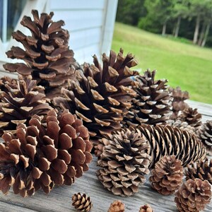 Pinecone Mix! 20+ Pieces! An Assortment of Cones from Various Conifers! Holiday Decor. Christmas Crafts