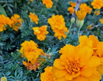 Orange Marigold Seeds! Tagetes patula  (French marigolds)