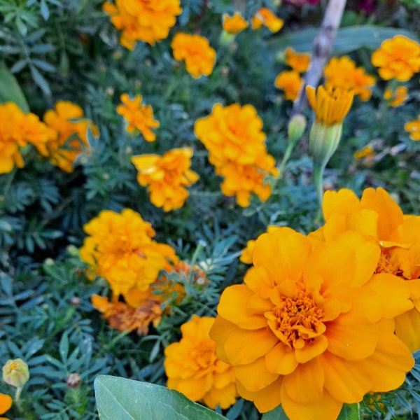 Orange Marigold Seeds! Tagetes patula  (French marigolds)