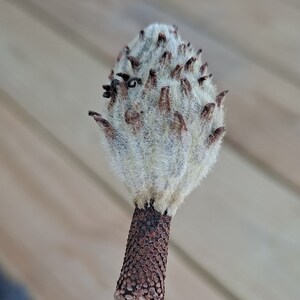 May include: Close-up of a magnolia seed pod. The pod is a light beige color with a fuzzy texture and small brown protrusions. The stem is a dark brown color with a textured pattern.