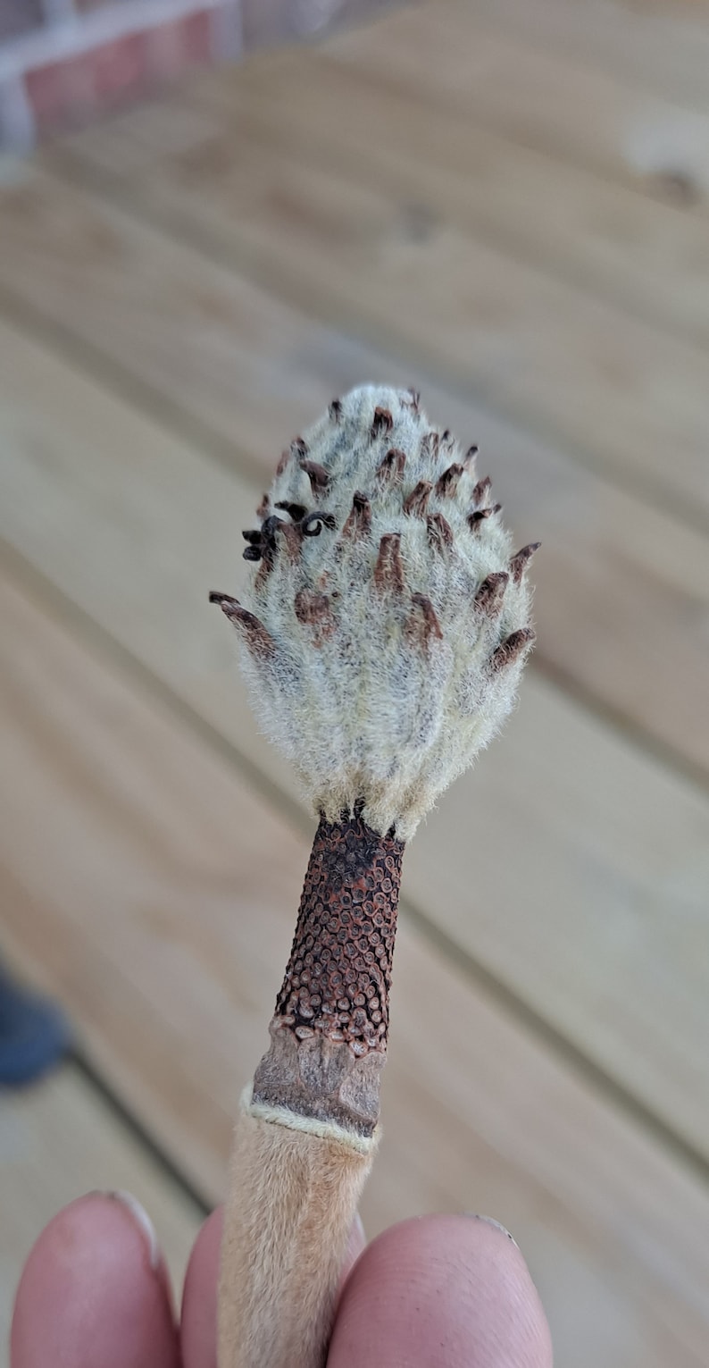 May include: Close-up of a magnolia seed pod. The pod is a light beige color with a fuzzy texture and small brown protrusions. The stem is a dark brown color with a textured pattern.