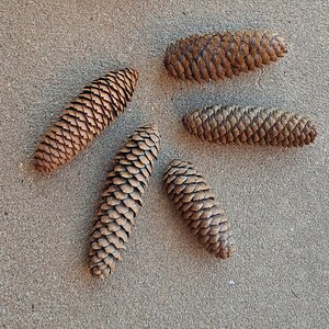 Puede incluir: Cinco pi&ntilde;as marrones dispuestas en un patr&oacute;n sobre una superficie arenosa de color marr&oacute;n claro.