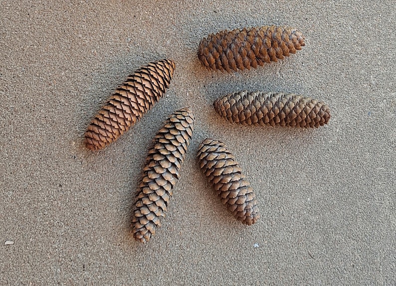 Puede incluir: Cinco pi&ntilde;as marrones dispuestas en un patr&oacute;n sobre una superficie arenosa de color marr&oacute;n claro.