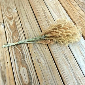 Maiden Grass Flower Bundle: Dried Arrangements, Natural Fall Decor, Weddings, Floral Supplies image 1