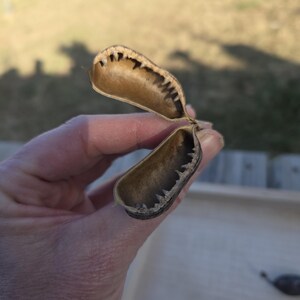 Op de afbeelding: Een close-up van een gedroogde zaaddoos, vastgehouden in een hand. De doos is open en toont een lichtbruin interieur met een donkerbruine, gekartelde rand. De achtergrond is wazig, wat wijst op een buitenomgeving.