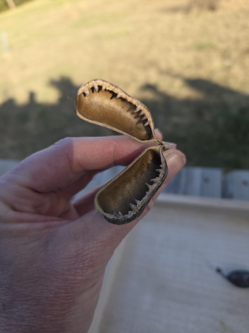 Op de afbeelding: Een close-up van een gedroogde zaaddoos, vastgehouden in een hand. De doos is open en toont een lichtbruin interieur met een donkerbruine, gekartelde rand. De achtergrond is wazig, wat wijst op een buitenomgeving.