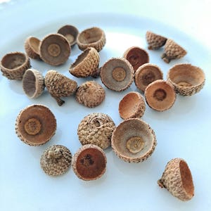 Tiny Acorn Caps! Very Small, Real Post Oak Acorn Tops - Over 20 pieces!