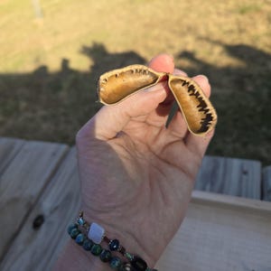 Op de afbeelding: Een hand houdt een open zaaddoos vast met een bruin en zwart patroon aan de binnenkant. De peul is aan de buitenkant lichtbruin. Twee armbanden met kralen zijn zichtbaar op de pols, met groene, blauwe en zwarte kralen.