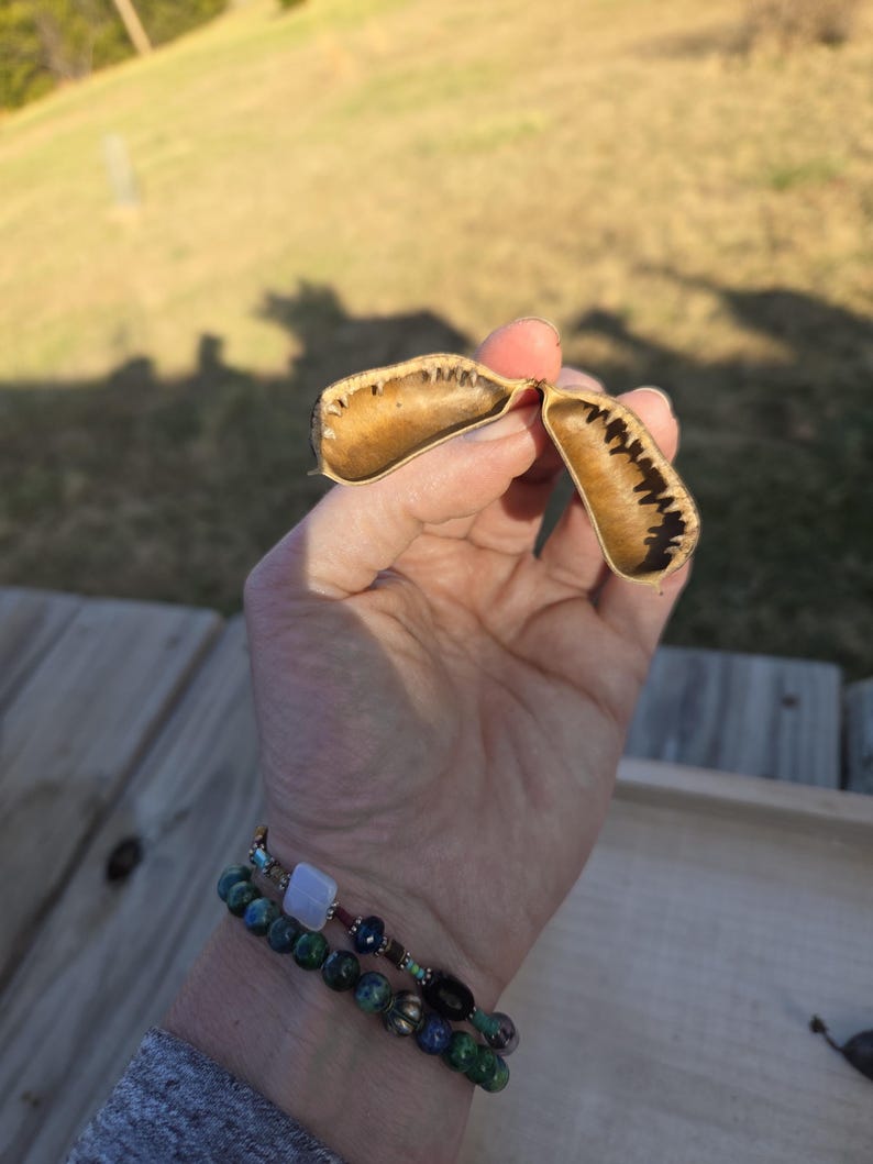 Op de afbeelding: Een hand houdt een open zaaddoos vast met een bruin en zwart patroon aan de binnenkant. De peul is aan de buitenkant lichtbruin. Twee armbanden met kralen zijn zichtbaar op de pols, met groene, blauwe en zwarte kralen.