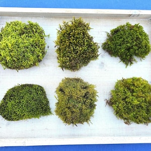 Live Moss! Sheets and Cushions! Mixed Variety 3×3" Pieces of Assorted Natural Mosses