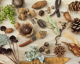 Forest Finds: 50 piece Mix of Natural Elements and Treasures from the Woods!