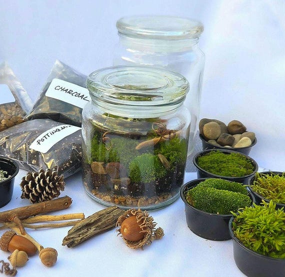 DIY Moss Terrarium Kit! All Inclusive: Glass Jar, Live Moss, Instructions, Materials