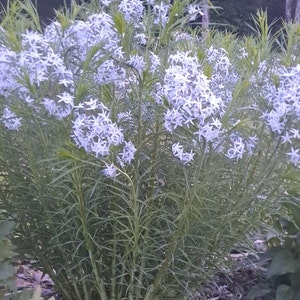 Arkansas Bluestar seeds! (Amsonia hubrichtii) Threadleaf Bluestar seed pack!