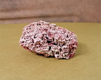 Ejemplar de coral de órgano rojo natural de 15,2 cm x 10,8 cm x 8,9 cm, 212 g