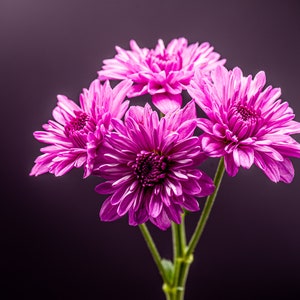 Purple flower, Fine art, Print, Home and living, Home decor, Art, Photography, Flower Photography, Wall hangings, home decor prints, flowers