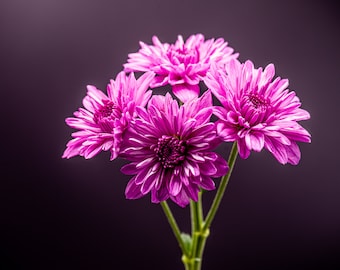 Purple flower, Fine art, Print, Home and living, Home decor, Art, Photography, Flower Photography, Wall hangings, home decor prints, flowers