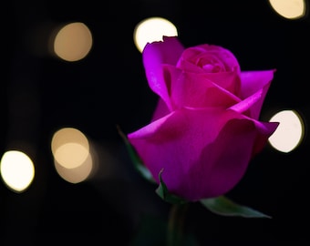 May include: A single, vibrant magenta rose with a soft, velvety texture, captured against a dark background with out-of-focus warm white lights.