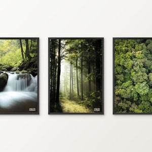 Nature Poster Forest Series | Enjoy the Forest | Forest, leaves, sun rays, watercourse | Set of 3 posters
