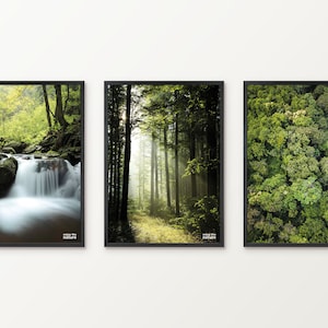 Naturposter Wald Serie | Enjoy the Forest | Wald, Blätter, Sonnenstrahlen, Wasserlauf | 3er Poster-Set