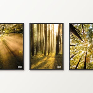 Naturposter Wald Serie | Enjoy the Golden Forest | Wald, Herbststimmung, Sonnenuntergang | 3er Poster-Set