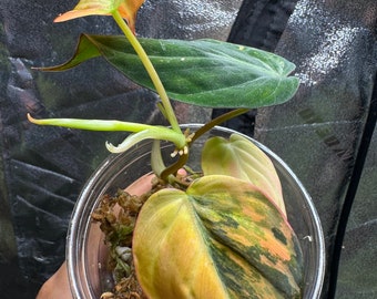 Philodendron Mican aurea Variegated Full plant US seller
