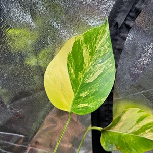 Monstera Aurea Variegated USA Seller exact plant image 2