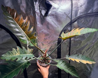 Philodendron Caramel marble Variegated US SELLER Exactly plant