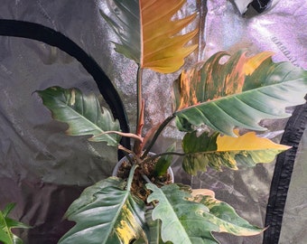 Philodendron Caramel marble Variegated US SELLER Exactly plant