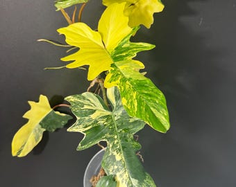 P. Radiatum x Florida Beauty x Mayoi② Philodendron Florida