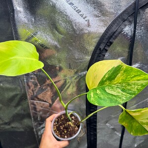 Monstera Aurea Variegated USA Seller exact plant image 1