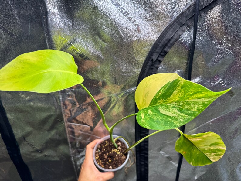 Monstera Aurea Variegated USA Seller exact plant image 1