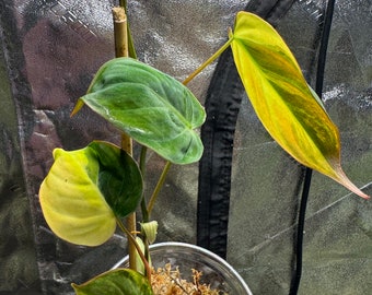 Philodendron Mican aurea Variegated Full plant US seller