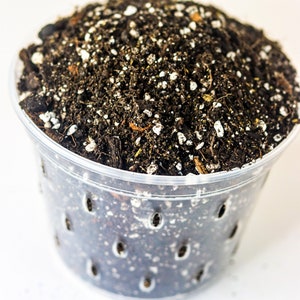May include: A clear plastic pot filled with dark soil and white granules. The pot has several drainage holes around the sides. The soil appears rich and ready for planting. The image is set against a white background.