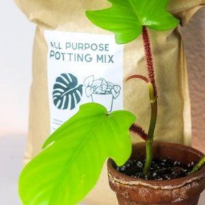 May include: A potted plant with large, bright green leaves and a reddish stem. The plant is in a small, weathered terracotta pot. Behind it is a brown paper bag labeled "ALL PURPOSE POTTING MIX" with a plant illustration.