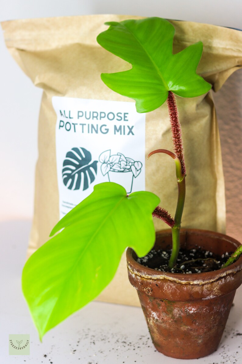 May include: A potted plant with large, bright green leaves and a reddish stem. The plant is in a small, weathered terracotta pot. Behind it is a brown paper bag labeled "ALL PURPOSE POTTING MIX" with a plant illustration.