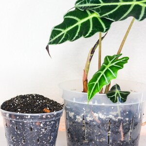 May include: Two clear plastic pots, one filled with soil and the other with a plant. The plant has large, dark green leaves with prominent white veins. The soil is dark brown with visible white and tan particles.