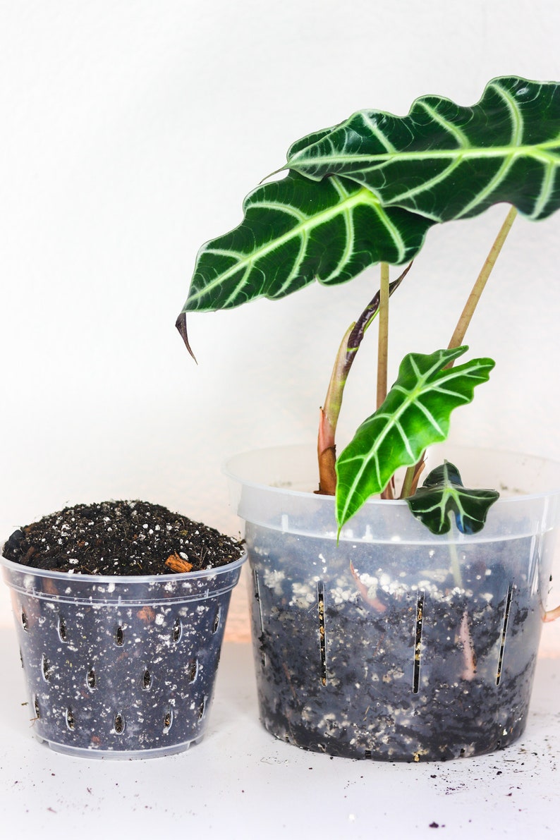 May include: Two clear plastic pots, one filled with soil and the other with a plant. The plant has large, dark green leaves with prominent white veins. The soil is dark brown with visible white and tan particles.