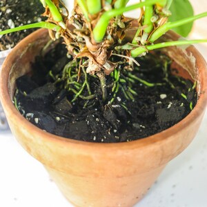 May include: A close-up of a potted plant with green stems and leaves. The plant is in a terracotta pot filled with dark soil and visible roots. The image includes a small green logo in the bottom right corner.