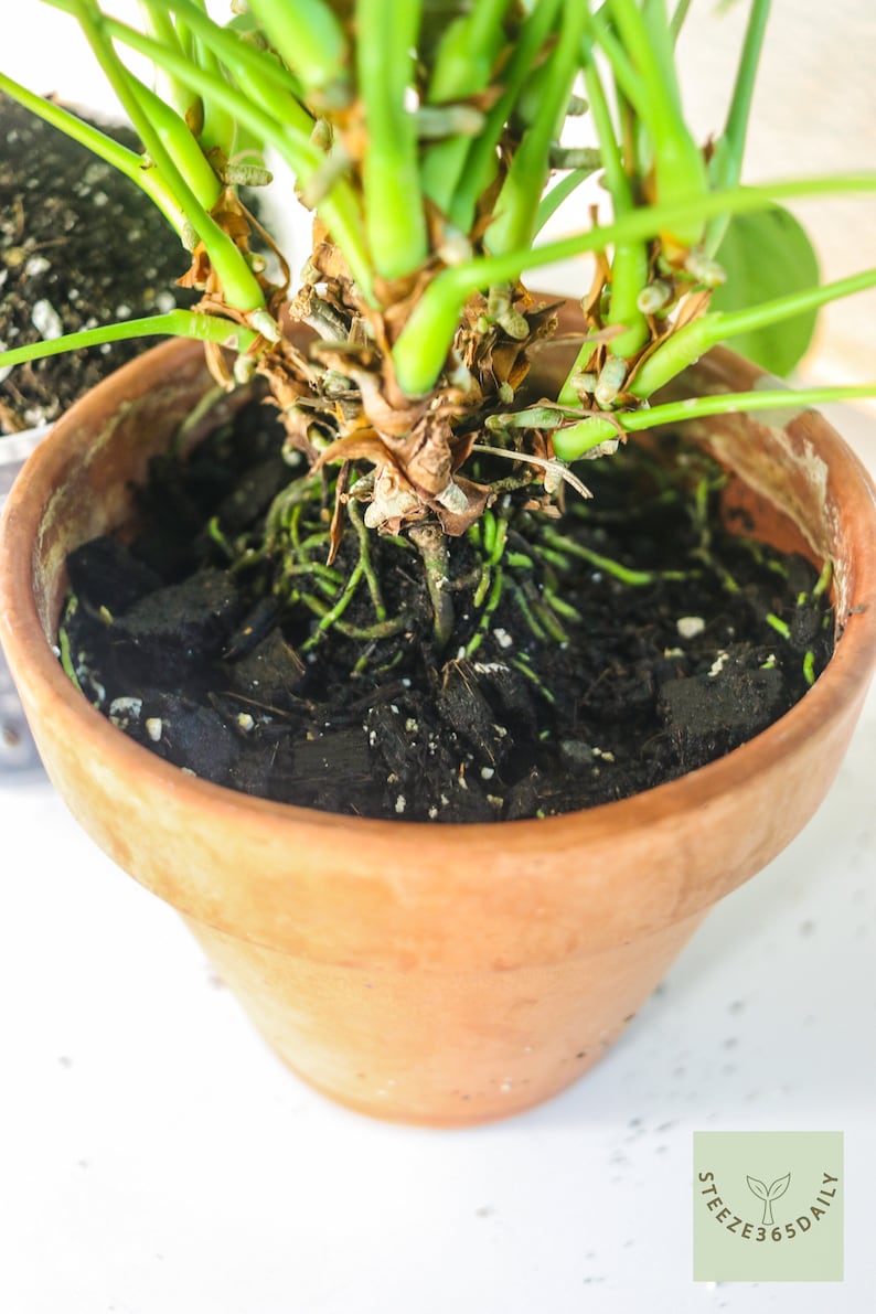 May include: A close-up of a potted plant with green stems and leaves. The plant is in a terracotta pot filled with dark soil and visible roots. The image includes a small green logo in the bottom right corner.