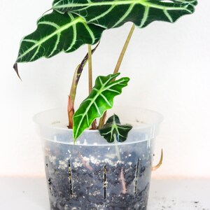 May include: A potted Alocasia Polly plant with large, dark green leaves featuring prominent white veins. The plant is in a clear plastic pot with soil, set against a white background. The leaves have a distinctive arrowhead shape.