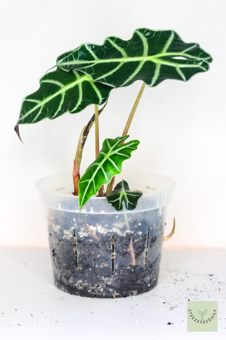 May include: A potted Alocasia Polly plant with large, dark green leaves featuring prominent white veins. The plant is in a clear plastic pot with soil, set against a white background. The leaves have a distinctive arrowhead shape.