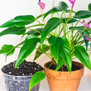 May include: Anthurium plant with vibrant green leaves and pink flowers in a terracotta pot. A clear plastic pot with soil sits to the left. The plant has a healthy appearance, with glossy leaves and delicate blooms.