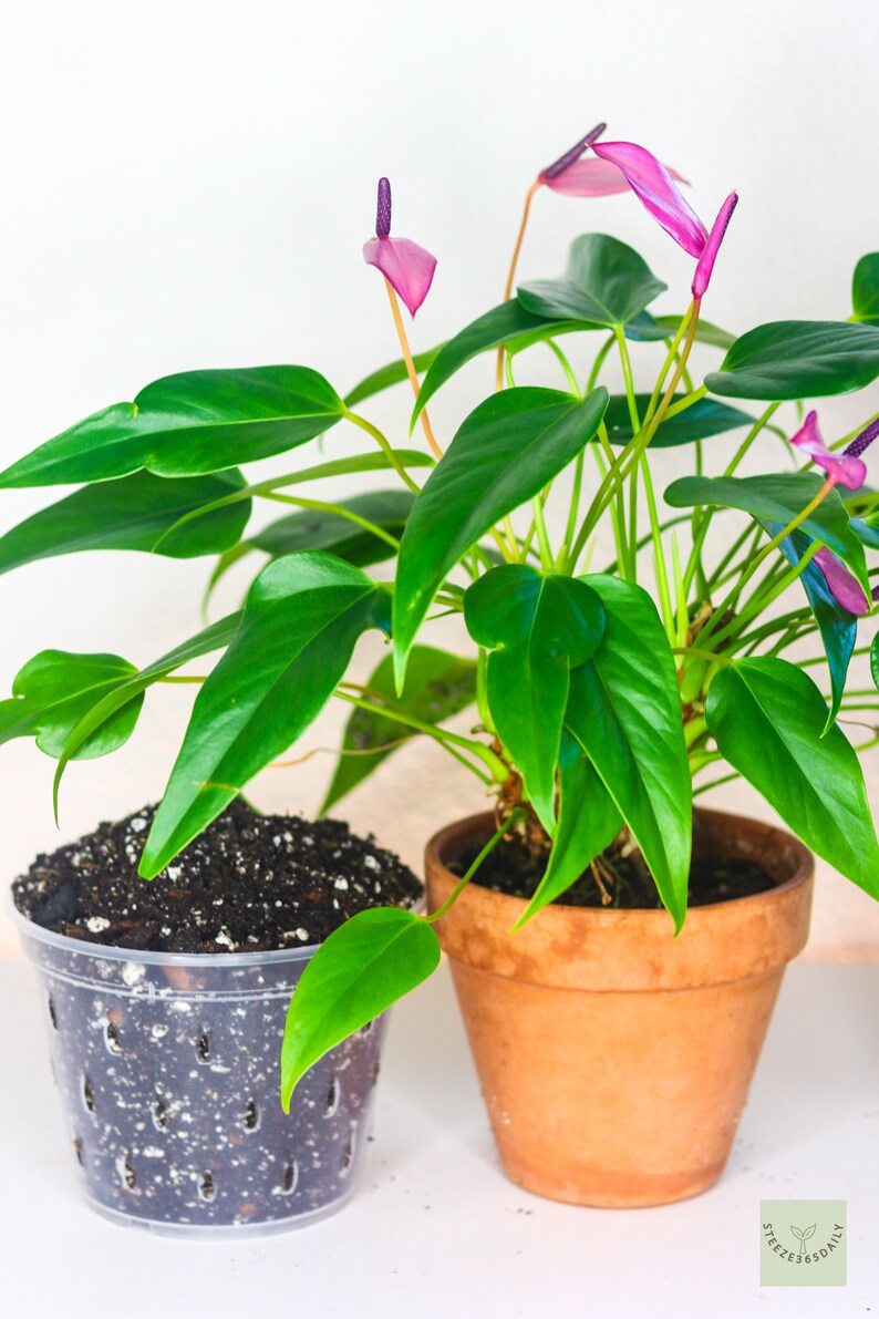May include: Anthurium plant with vibrant green leaves and pink flowers in a terracotta pot. A clear plastic pot with soil sits to the left. The plant has a healthy appearance, with glossy leaves and delicate blooms.